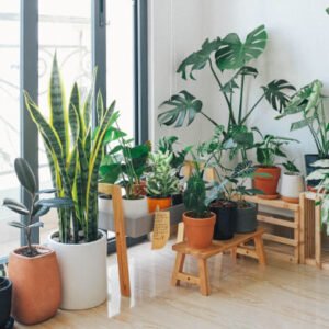 plants store blog featured img 1