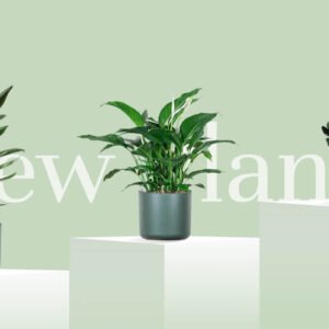 plants store new plants section img bg
